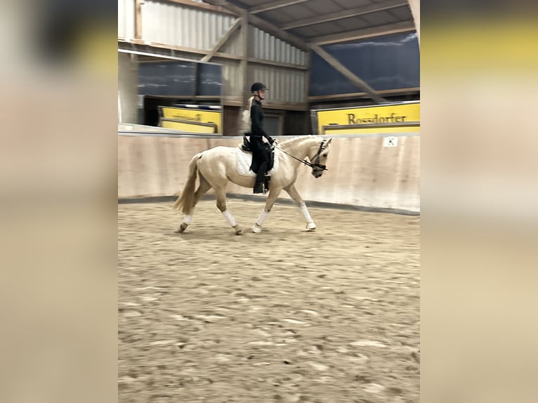 Sonstige Rassen Stute 4 Jahre 147 cm Palomino in Bruchk&#xF6;bel