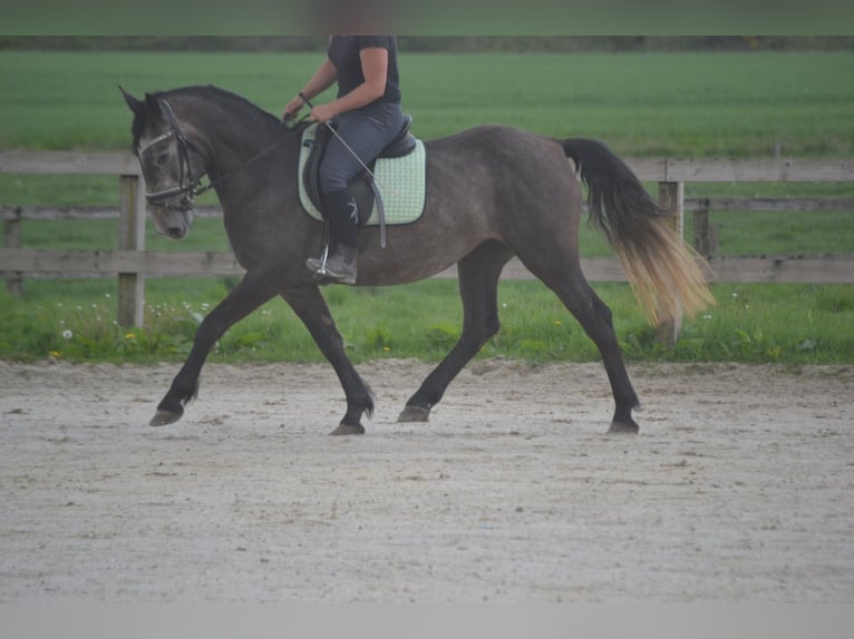 Sonstige Rassen Stute 4 Jahre 147 cm Schimmel in Wuustwezel