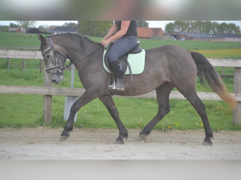 Sonstige Rassen Stute 4 Jahre 147 cm Schimmel in Wuustwezel