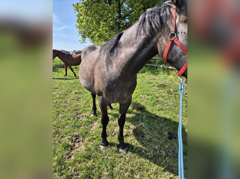 Sonstige Rassen Stute 4 Jahre 147 cm Schimmel in Wuustwezel