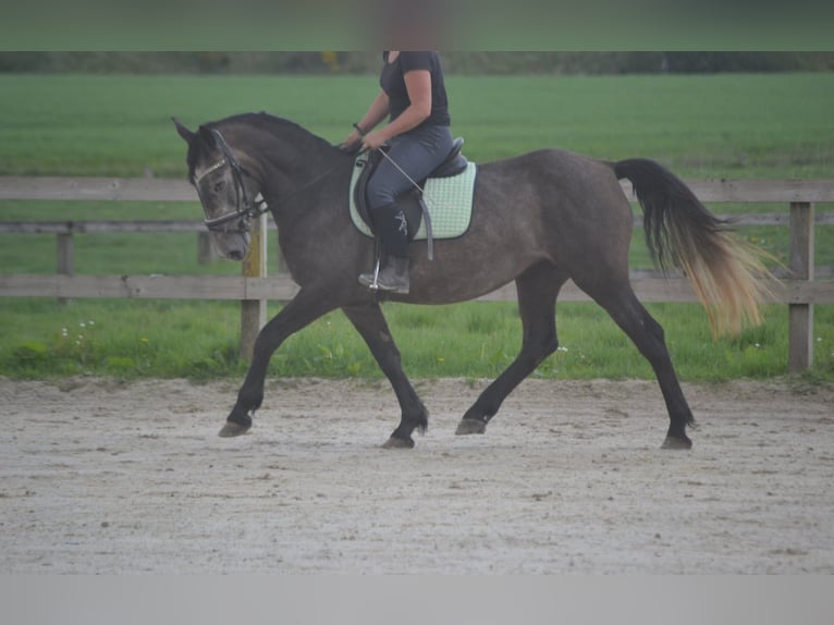 Sonstige Rassen Stute 4 Jahre 147 cm Schimmel in Wuustwezel