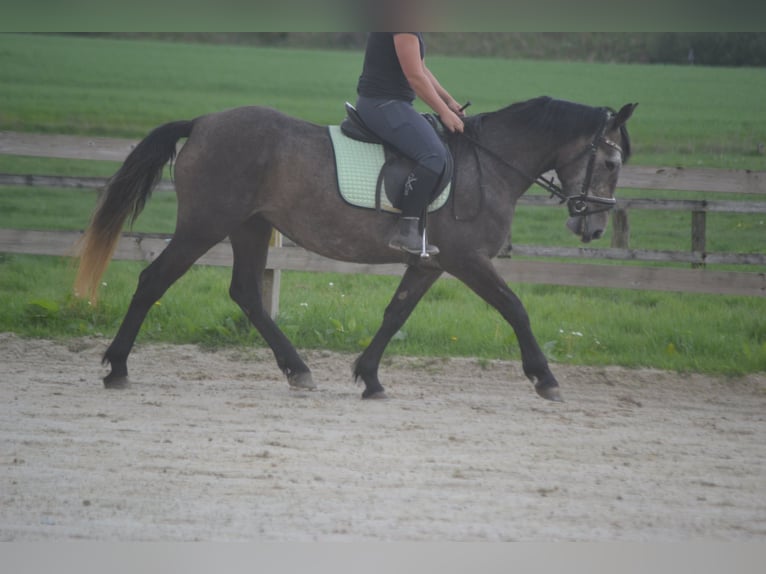 Sonstige Rassen Stute 4 Jahre 147 cm Schimmel in Wuustwezel