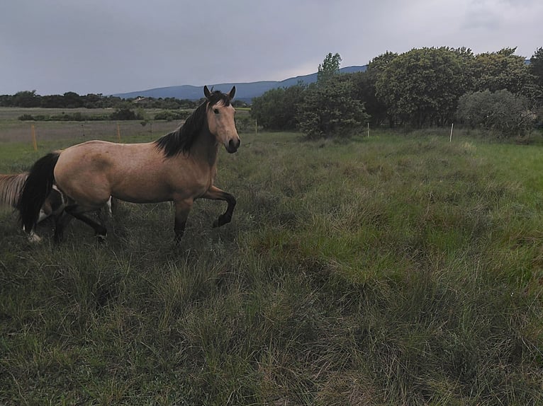 Sonstige Rassen Stute 4 Jahre 148 cm Falbe in La Motte-d'Aigues