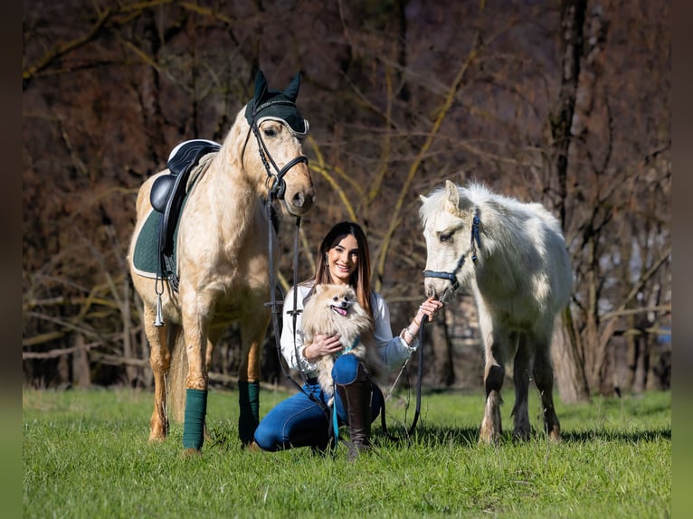 Sonstige Rassen Stute 4 Jahre 148 cm Palomino in Boccaleone