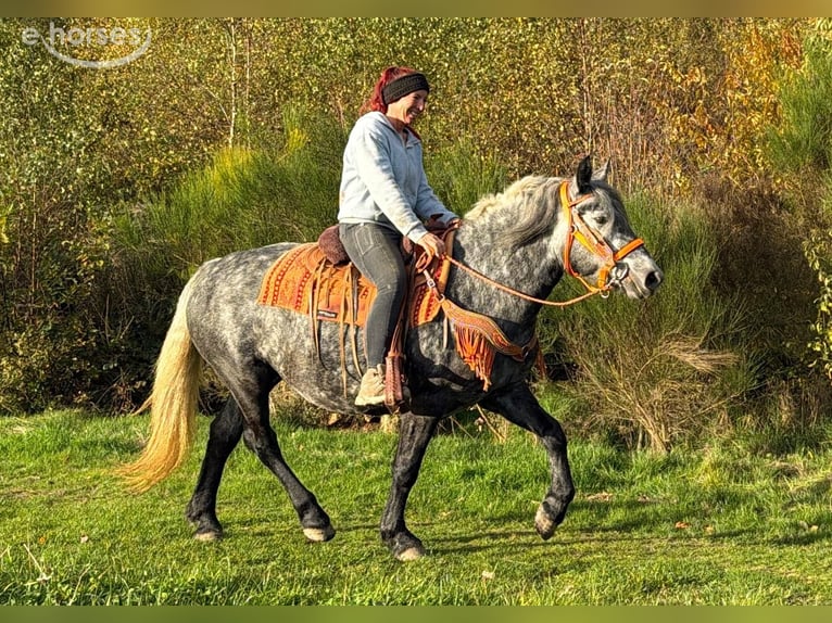 Sonstige Rassen Stute 4 Jahre 150 cm Blauschimmel in Linkenbach