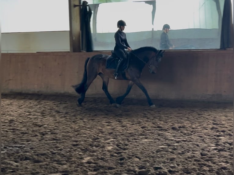 Sonstige Rassen Mix Stute 4 Jahre 150 cm Brauner in Wedemark