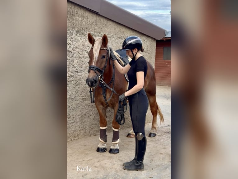 Sonstige Rassen Stute 4 Jahre 151 cm Dunkelfuchs in Bünde