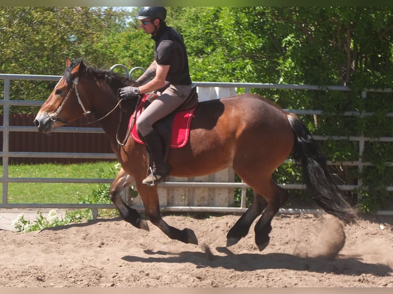 Sonstige Rassen Mix Stute 4 Jahre 152 cm Brauner in Buttstädt