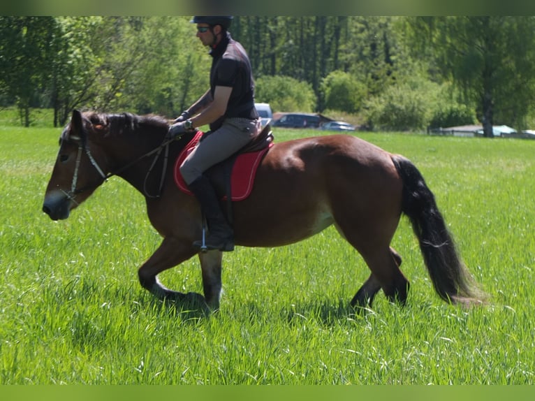 Sonstige Rassen Mix Stute 4 Jahre 152 cm Brauner in Buttstädt