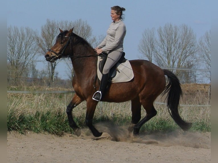 Sonstige Rassen Mix Stute 4 Jahre 153 cm Brauner in Kremmen