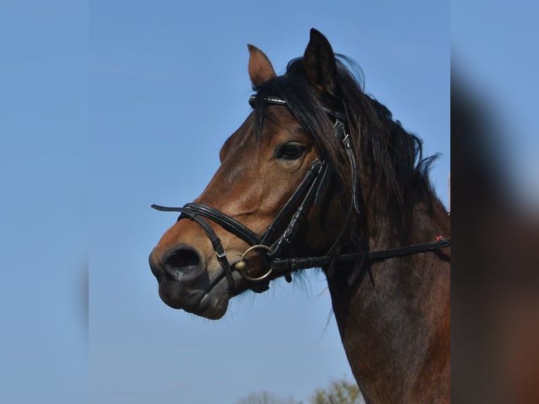 Sonstige Rassen Mix Stute 4 Jahre 153 cm Brauner in Kremmen