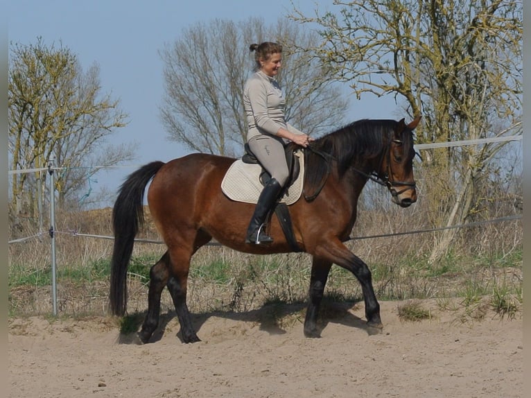 Sonstige Rassen Mix Stute 4 Jahre 153 cm Brauner in Kremmen