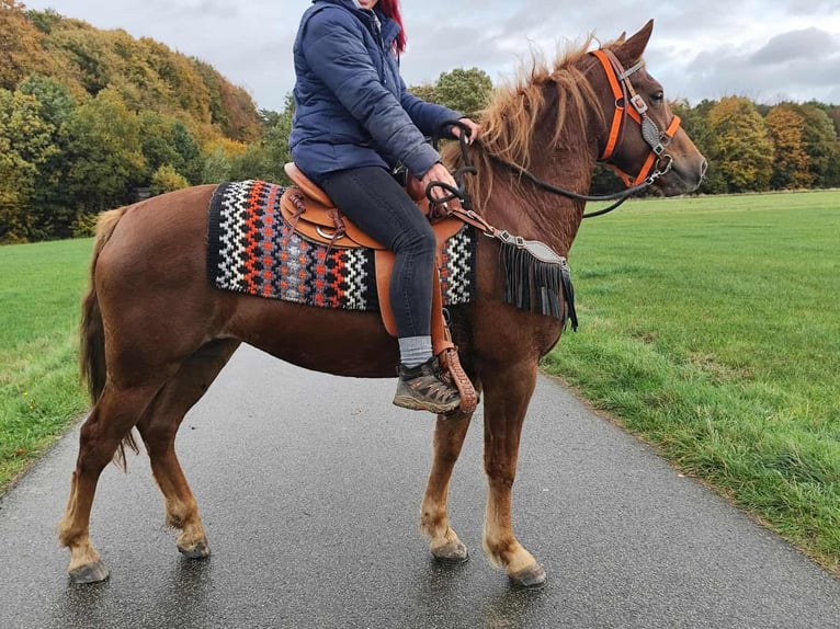 Sonstige Rassen Stute 4 Jahre 153 cm Fuchs in Linkenbach