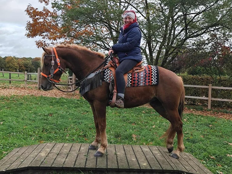 Sonstige Rassen Stute 4 Jahre 153 cm Fuchs in Linkenbach