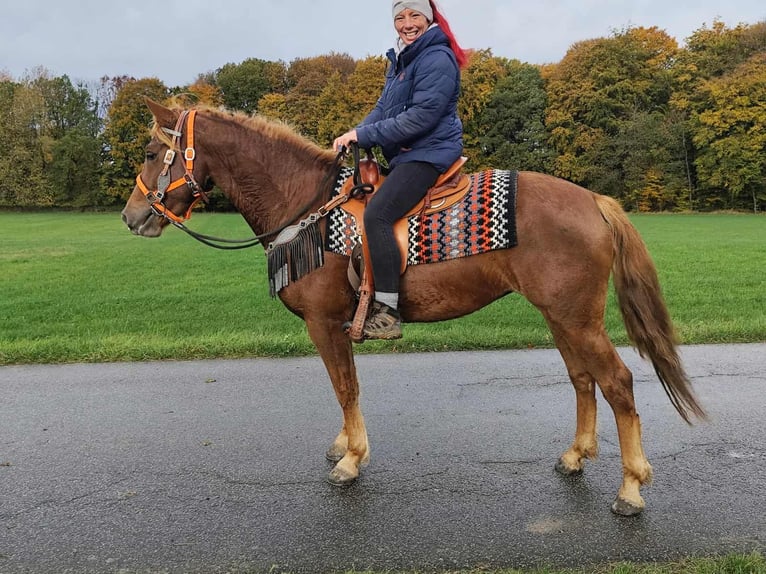 Sonstige Rassen Stute 4 Jahre 153 cm Fuchs in Linkenbach