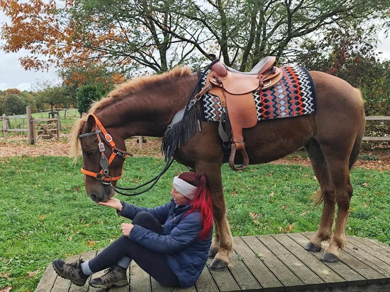 Sonstige Rassen Stute 4 Jahre 153 cm Fuchs in Linkenbach
