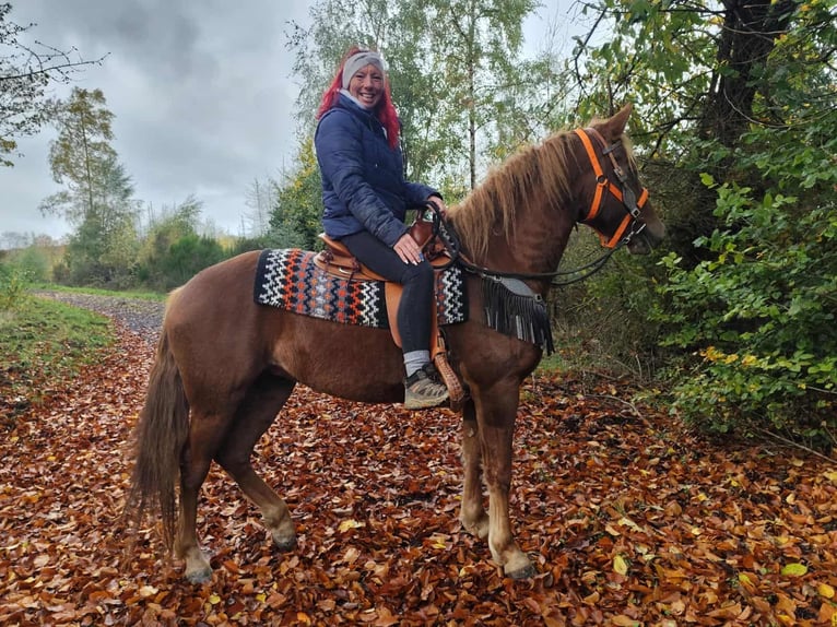 Sonstige Rassen Stute 4 Jahre 153 cm Fuchs in Linkenbach