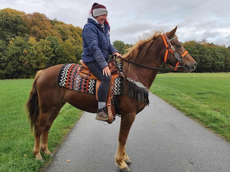 Sonstige Rassen Stute 4 Jahre 153 cm Fuchs in Linkenbach