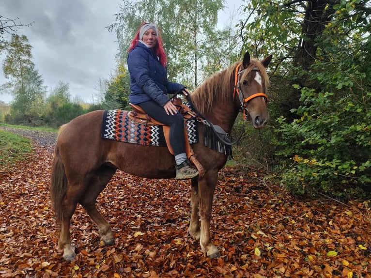 Sonstige Rassen Stute 4 Jahre 153 cm Fuchs in Linkenbach