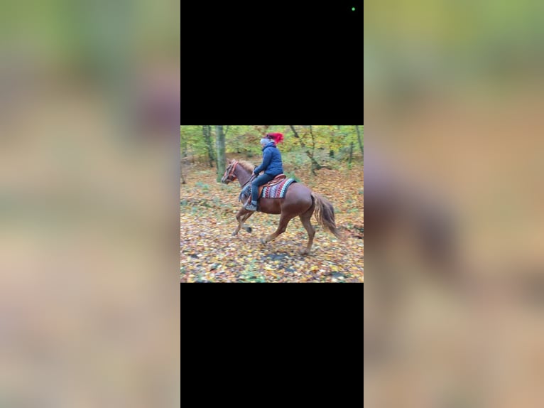Sonstige Rassen Stute 4 Jahre 153 cm Fuchs in Linkenbach