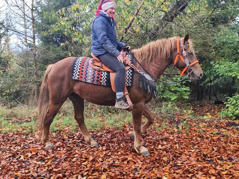 Sonstige Rassen Stute 4 Jahre 153 cm Fuchs in Linkenbach
