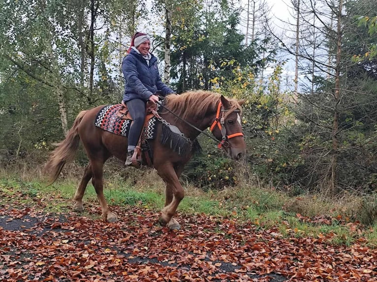 Sonstige Rassen Stute 4 Jahre 153 cm Fuchs in Linkenbach
