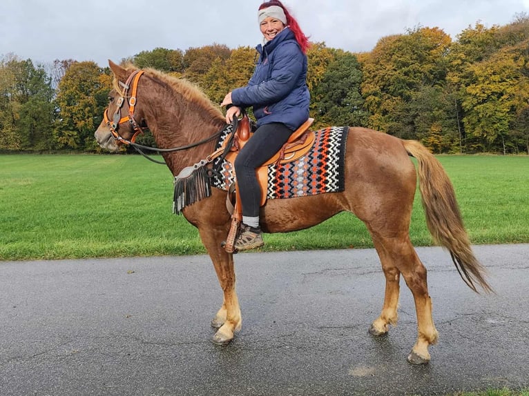 Sonstige Rassen Stute 4 Jahre 153 cm Fuchs in Linkenbach