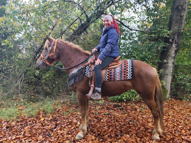 Sonstige Rassen Stute 4 Jahre 153 cm Fuchs in Linkenbach