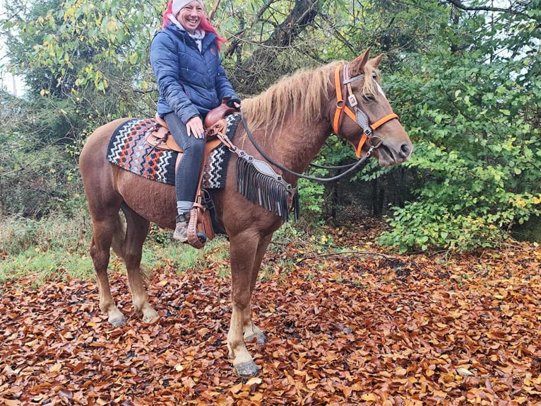 Sonstige Rassen Stute 4 Jahre 153 cm Fuchs in Linkenbach