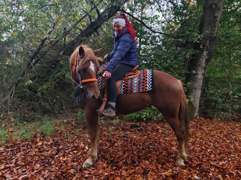 Sonstige Rassen Stute 4 Jahre 153 cm Fuchs in Linkenbach