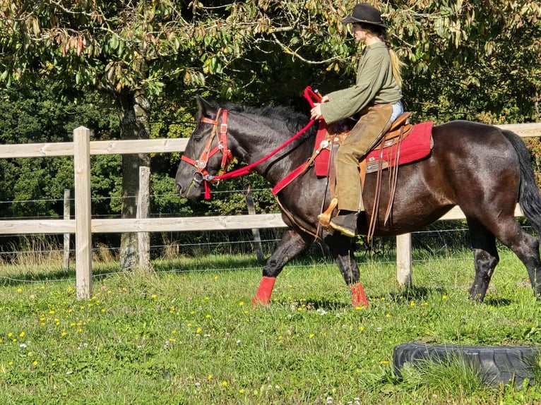 Sonstige Rassen Stute 4 Jahre 153 cm Rappe in Linkenbach