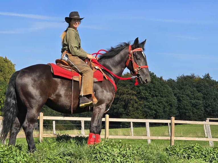 Sonstige Rassen Stute 4 Jahre 153 cm Rappe in Linkenbach