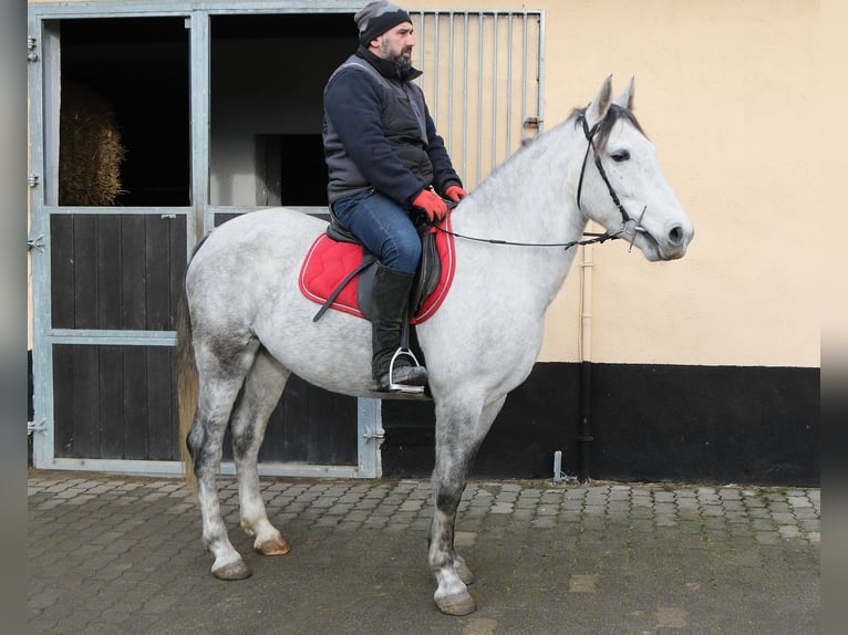 Sonstige Rassen Stute 4 Jahre 154 cm Apfelschimmel in Ellersleben