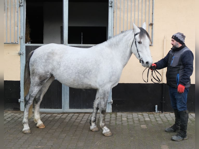 Sonstige Rassen Stute 4 Jahre 154 cm Apfelschimmel in Ellersleben