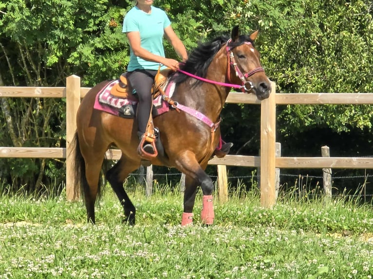 Sonstige Rassen Mix Stute 4 Jahre 154 cm Brauner in Linkenbach