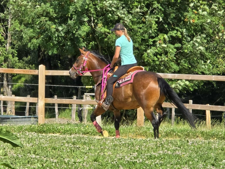 Sonstige Rassen Mix Stute 4 Jahre 154 cm Brauner in Linkenbach
