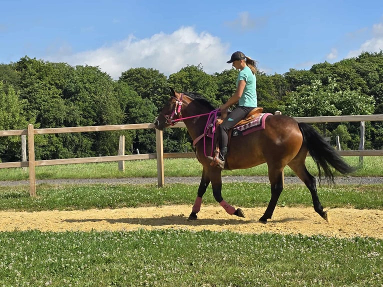 Sonstige Rassen Mix Stute 4 Jahre 154 cm Brauner in Linkenbach