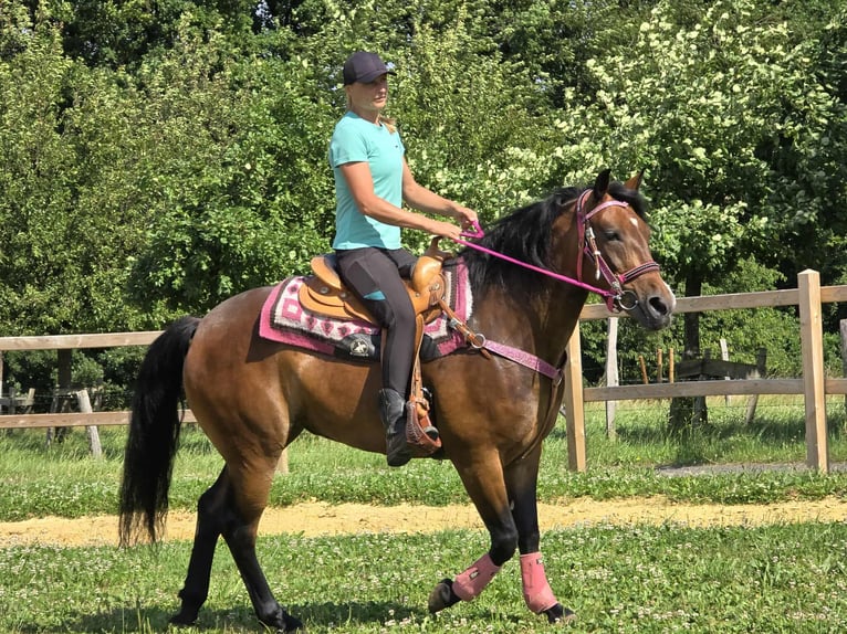 Sonstige Rassen Mix Stute 4 Jahre 154 cm Brauner in Linkenbach
