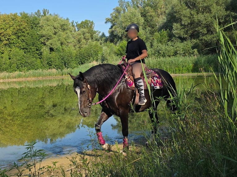 Sonstige Rassen Stute 4 Jahre 154 cm Rappe in Linkenbach