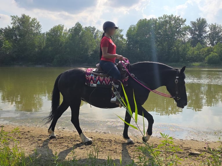 Sonstige Rassen Stute 4 Jahre 154 cm Rappe in Linkenbach