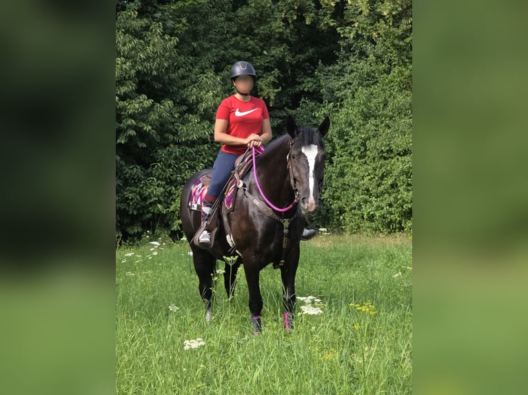 Sonstige Rassen Stute 4 Jahre 154 cm Rappe in Linkenbach
