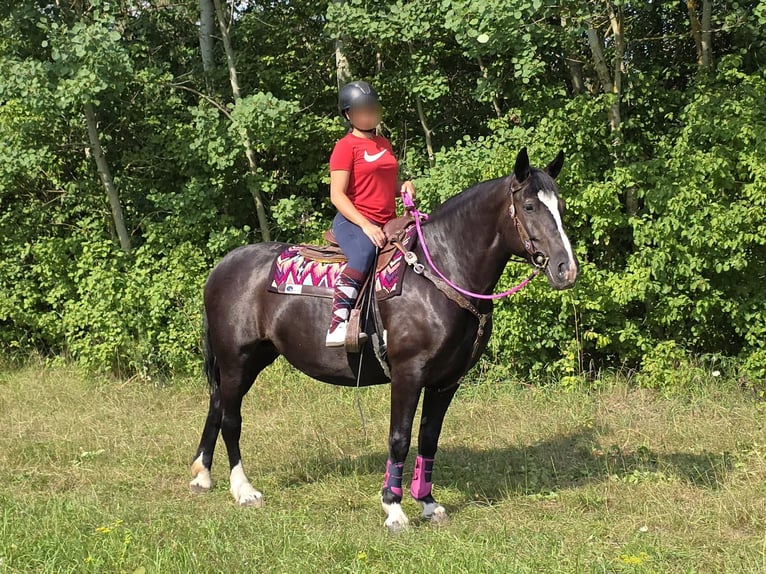 Sonstige Rassen Stute 4 Jahre 154 cm Rappe in Linkenbach