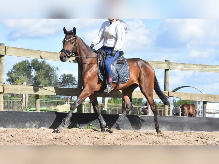 Sonstige Rassen Stute 4 Jahre 155 cm Brauner in Achtmaal