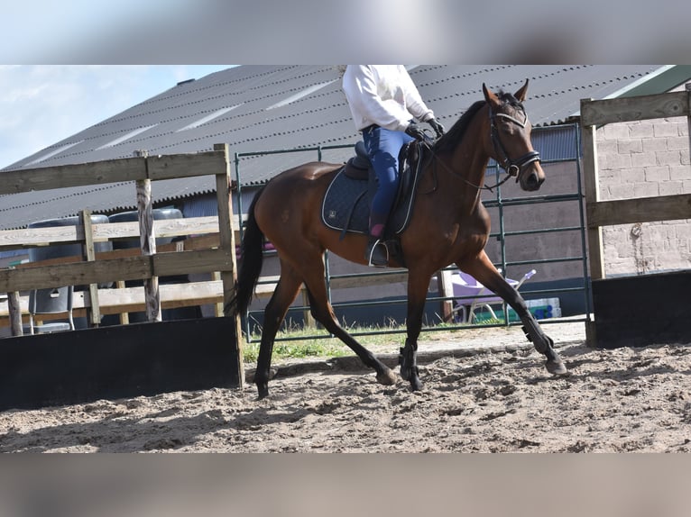 Sonstige Rassen Stute 4 Jahre 155 cm Brauner in Achtmaal