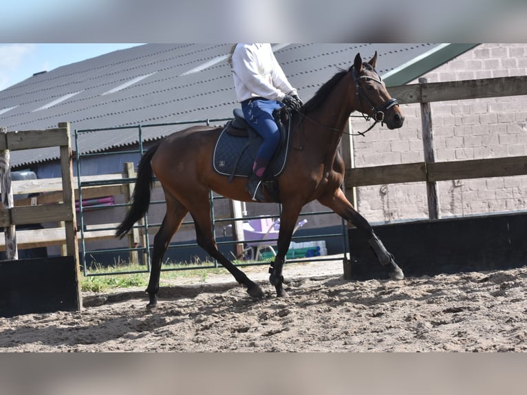 Sonstige Rassen Stute 4 Jahre 155 cm Brauner in Achtmaal