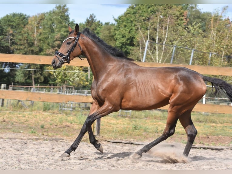 Sonstige Rassen Stute 4 Jahre 155 cm Brauner in Achtmaal