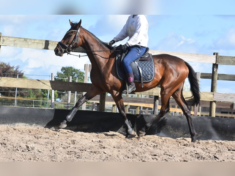 Sonstige Rassen Stute 4 Jahre 155 cm Brauner in Achtmaal