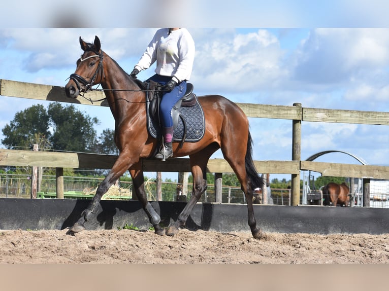 Sonstige Rassen Stute 4 Jahre 155 cm Brauner in Achtmaal
