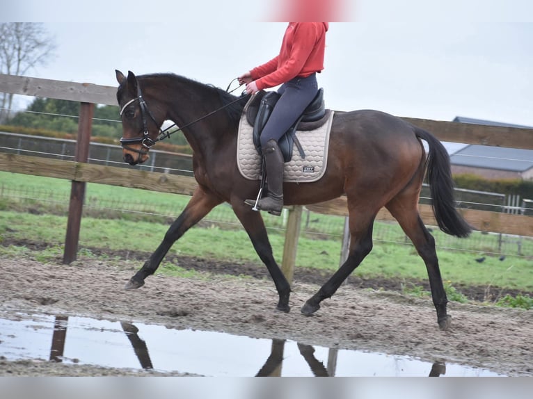 Sonstige Rassen Stute 4 Jahre 155 cm Brauner in Achtmaal