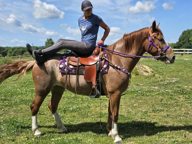 Sonstige Rassen Stute 4 Jahre 155 cm Fuchs in Linkenbach